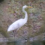 Great Egret, Westcott (M Davis).
