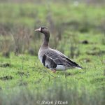 White-fronted Goose, Papercourt Water Meadows (R Clark).