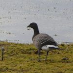 Brent Goose, Tice's Meadow (D Burford).