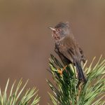 Dartford Warbler, Esher Common (C Turner).