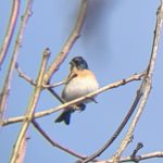 Brambling, Capel (W Attridge).