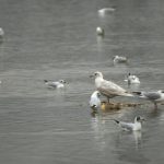 Iceland Gull, Beddington Farmlands (A Ramesh).