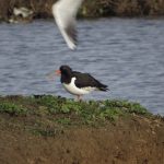 Oystercatcher, London Wetland Centre (J Klavins).
