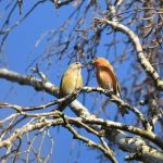 Crossbills, Frensham Little Pond (M Bradbury).