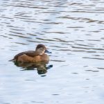 Ring-necked Duck, Mercers CP (A Kundrotas).