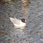 Mediterranean Gull, Burgess Park (R Kurtz).