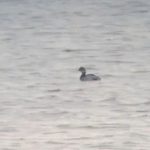 Black-necked Grebe, Tice's Meadow (J Hunt).
