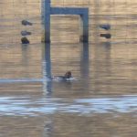 Goldeneye, Richmond Park (J Anderson).