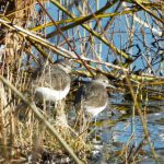 Green Sandpipers, Berrylands SF (A Skotnicki).