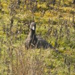 Brent Goose, Tice's Meadow (D Burford).