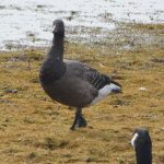 Brent Goose, Tice's Meadow (D Burford).