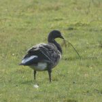 Brent Goose, Tice's Meadow (D Burford).