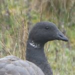 Brent Goose, Tice's Meadow (D Burford).
