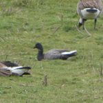 Brent Goose, Tice's Meadow (D Burford).