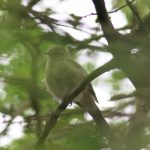 Siberian Chiffchaff, Beddington Farmlands (P Alfrey).