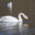 Whooper Swan, Earlswood Lakes.