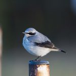 Wheatear, Milford (E Stubbs).