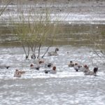 Pintail and Wigeon, Holmethorpe SP (G Hay).