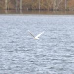 Iceland Gull, Mercers CP (G Hay).