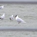 Mediterranean Gull, Holmethorpe SP (G Hay).
