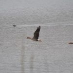 White-fronted Goose, Holmethorpe SP (G Hay).
