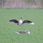 White-fronted Goose, Mercers CP (G Hay).