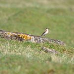 Wheatear, Nutfield (G Hay).