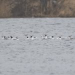 Black-headed, Common and Mediterranean Gulls, Frensham Great Pond (E Stubbs).