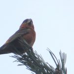 Crossbill, Blackheath (K Britten).