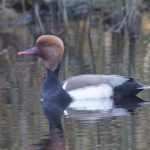 Red-crested Pochard, Capel (W Attridge).