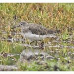 Green Sandpiper, Weybourne (J Hunt).