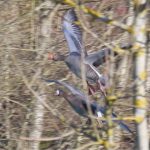White-fronted and Greylag Geese, Bury Hill Fisheries (M Davis).