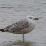 Caspian Gull, Beddington Farmlands (Z Pannifer).