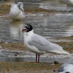 Mediterranean Gull, Beddington Farmlands (N Rutter).