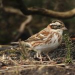 Rustic Bunting, Thursley Common (M Leitch).