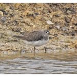 Green Sandpiper, Weybourne (J Hunt).