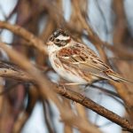 Rustic Bunting, Thursley Common (S Davis).