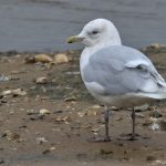 Iceland Gull, Beddington Farmlands (P Alfrey).