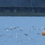 Iceland Gull (and many other gulls), Island Barn Reservoir (D Harris).
