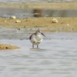 Dunlin, Beddington Farmlands (S Ferguson).