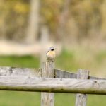 Wheatear, West Clandon (M Phelps).