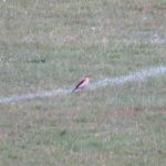 Wheatear, Priest Hill (S Ferguson).