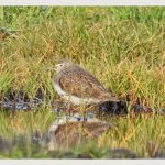 Green Sandpiper, Weybourne (J Hunt).
