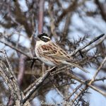 Rustic Bunting, Thursley Common (R Clark).
