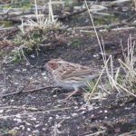 Little Bunting, Thursley Common (K Britten).