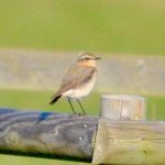 Wheatear, West Clandon (M Phelps).