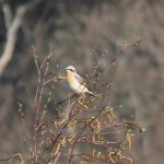 Wheatear, Whitmoor Common (S Chastell).