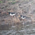 Oystercatchers, London Wetland Centre (J Klavins).