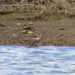Little Ringed Plover, Beddington Farmlands (S Ferguson).