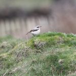 Wheatear, Richmond Park (J Klavins).